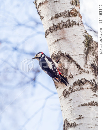 Little woodpecker sits on a tree trunk. The great spotted woodpecker, Dendrocopos major Little woodpecker sits on a tree trunk. The great spotted woodpecker, Dendrocopos major 134465542