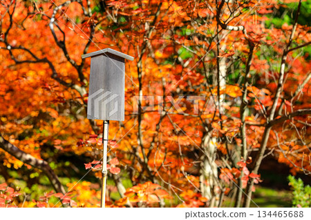 Empty retro wooden billboard in the autumn park. Signboard made of wood with space for text and graphics. 134465688