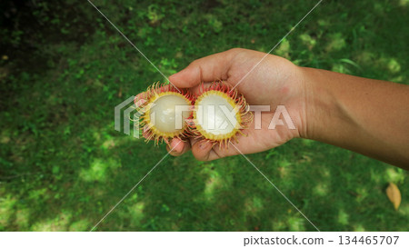 Sweet rambutan half-open in hand, organic tropical fruit  134465707