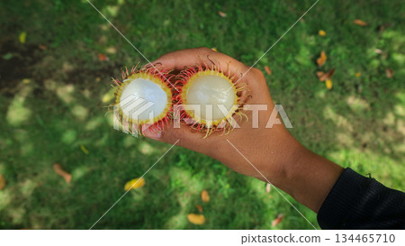 hand hold a rambutan fruit half peeled, showing the white flesh. Tropical fruit, healthy food  134465710