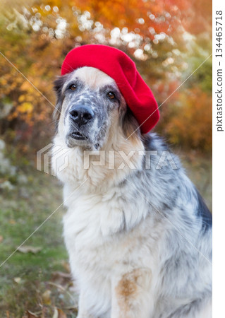 Big dog in bright red beret in autumn park 134465718