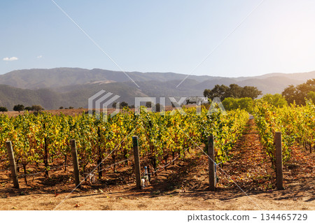 Sunny California vineyard landscape with green vines, blue sky 134465729