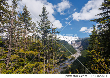 Majestic Mount Rainier rising above forests and river in the national park 134465811