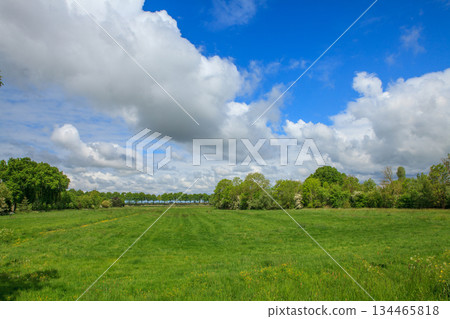 Green fields and trees in Dutch countryside 134465818