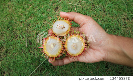 Hand showing white flesh and seed inside, agriculture education Tropical fruit detail and food anatomy  134465878