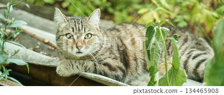 Tabby cat relaxing in garden surrounded by greenery on wooden surface 134465908