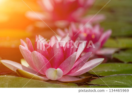 Pink lotus water lily flower in pond, waterlily with green leaves blooming Pink lotus water lily flower in pond, waterlily with green leaves blooming 134465969