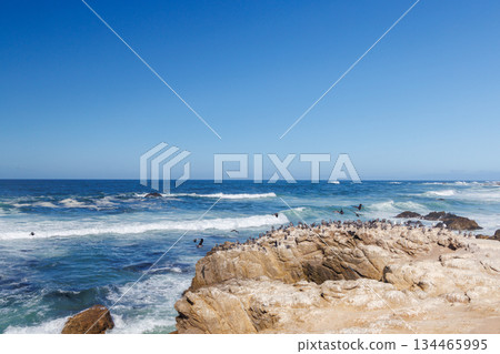 Seabirds on coastal rocks near the ocean Seabirds on coastal rocks near the ocean 134465995