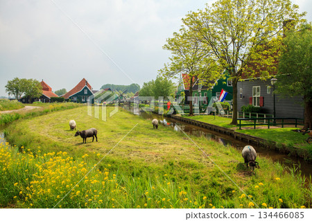 Dutch village with sheep on meadow Dutch village with sheep on meadow 134466085