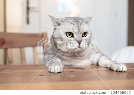 Cat Table Sitting Home - A grey cat sits on a wooden table in a home. 134466095