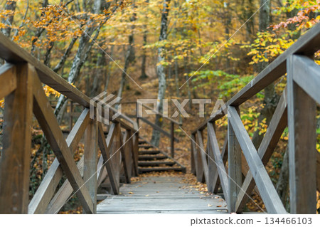 Autumn forest bridge, wooden path in tranquil nature with golden foliage 134466103