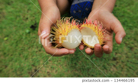 Child holding a half-peeled rambutan, childhood education on tropical fruits Child holding a half-peeled rambutan, childhood education on tropical fruits 134466195