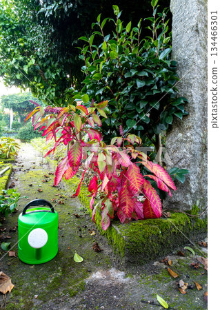 Red plant with green object 134466301