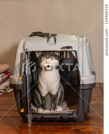 Cat Statue in Cage 134466318