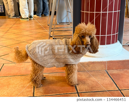 Poodle wearing knitted sweater indoors. Coziness, personality and warmth in modern pet lifestyle. Poodle wearing knitted sweater indoors. Coziness, personality and warmth in modern pet lifestyle. 134466451