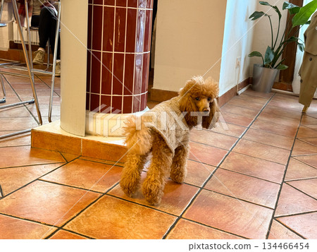Poodle in knitted sweater standing indoors. Coziness, charm and companionship in everyday moments. Poodle in knitted sweater standing indoors. Coziness, charm and companionship in everyday moments. 134466454