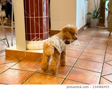 Poodle in beige sweater standing on tiled floor. Warmth, comfort and quiet observation in cozy interior. Poodle in beige sweater standing on tiled floor. Warmth, comfort and quiet observation in cozy interior. 134466455