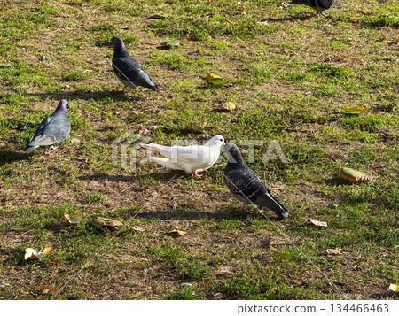 Group of pigeons on grassy ground in autumn sunlight. Urban wildlife, coexistence and simplicity of everyday city nature. Group of pigeons on grassy ground in autumn sunlight. Urban wildlife, coexistence and simplicity of everyday city nature. 134466463