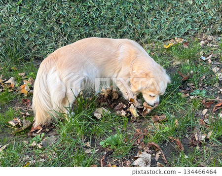 Dog exploring fallen leaves and grass in autumn park. Curiosity, sensory experience and connection to nature in daily routine. 134466464