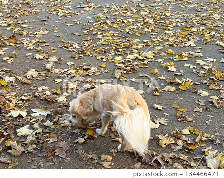 Curious small dog exploring fallen leaves in autumn park. Tranquil atmosphere and seasonal nature scene. Curious small dog exploring fallen leaves in autumn park. Tranquil atmosphere and seasonal nature scene. 134466471
