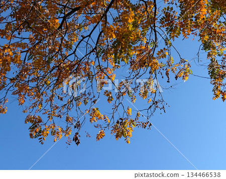 Golden branches against a blue expanse. Expression of lightness, movement and seasonal serenity. Golden branches against a blue expanse. Expression of lightness, movement and seasonal serenity. 134466538