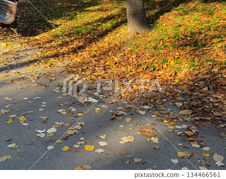 Brown pigeon walking on autumn path. Simplicity, urban wildlife and everyday coexistence in city park. Brown pigeon walking on autumn path. Simplicity, urban wildlife and everyday coexistence in city park. 134466561