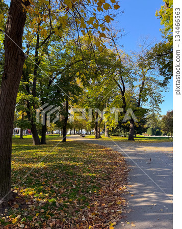 Park alley with trees and fallen leaves in autumn. Calmness, leisure and peaceful atmosphere of seasonal change. Park alley with trees and fallen leaves in autumn. Calmness, leisure and peaceful atmosphere of seasonal change. 134466563