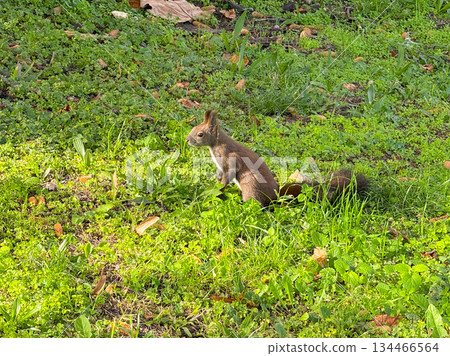 Squirrel standing upright on hind legs. Awareness, curiosity, and adaptation to the environment. 134466564