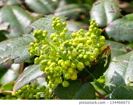 Close-up of bright yellow Mahonia flower buds surrounded by green, glossy leaves 134466673