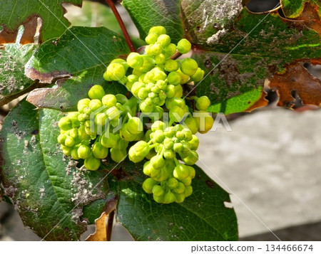 A close-up of bright yellow Mahonia flower buds surrounded by green leaves 134466674