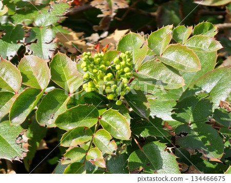 The buds of the Mahonia flower or Berberis aquifolium open in early spring 134466675