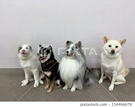 四隻友善的狗狗 134466679