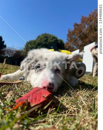 Lying puppy 134466681