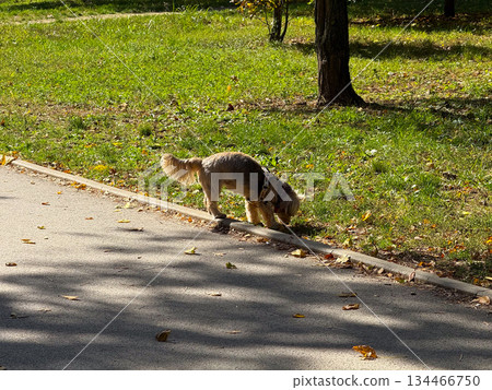 A small dog walking along the sunny park path surrounded by green grass. Leisure, companionship, and gentle motion within a calm outdoor scene. 134466750