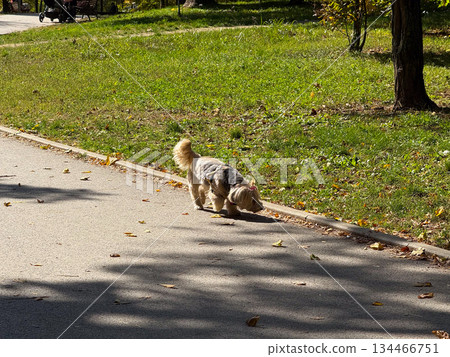 A small dog walking along the sunny park path surrounded by green grass. Leisure, companionship, and gentle motion within a calm outdoor scene. A small dog walking along the sunny park path surrounded by green grass. Leisure, companionship, and gentle motion within a calm outdoor scene. 134466751
