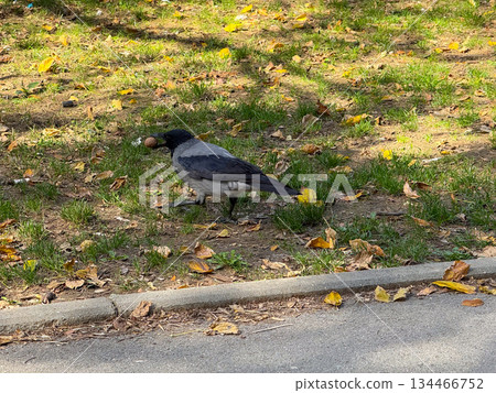A crow holding a nut in its beak on the grassy ground surrounded by autumn leaves. Wildlife, instinct, and urban adaptation represented through everyday nature. 134466752