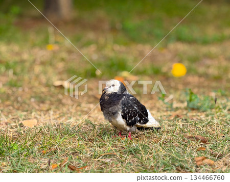 Pigeon standing on grass in autumn park. Representation of calm urban nature, balance, and coexistence between wildlife and human environment. 134466760