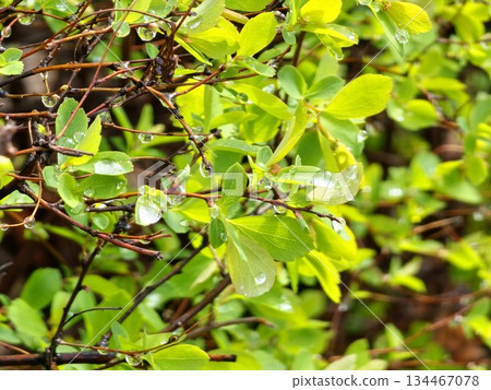 Wet branches of spiraea with young spring leaves covered with dew drops in overcast rainy morning, fragment of the bush in selective focus Wet branches of spiraea with young spring leaves covered with dew drops in overcast rainy morning, fragment of the bush in selective focus 134467078