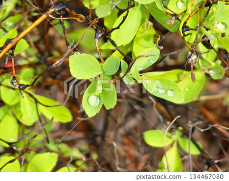 Spirea branch the morning after rain shower Spirea branch the morning after rain shower 134467080