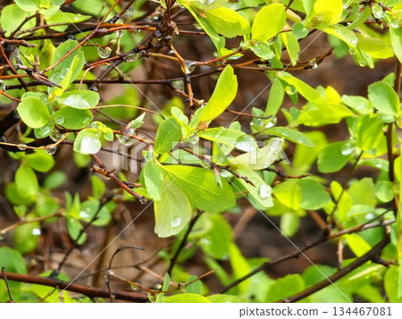 Wet branches of spiraea with young spring leaves covered with dew drops in overcast rainy morning, fragment of the bush in selective focus Wet branches of spiraea with young spring leaves covered with dew drops in overcast rainy morning, fragment of the bush in selective focus 134467081