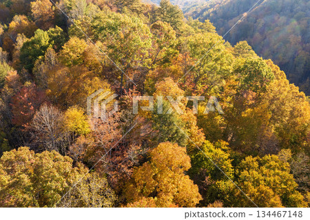 Autumn woods of Appalachian mountains at sunset with yellow and orange canopies in colorful forest. Landscape of wild nature in fall season 134467148