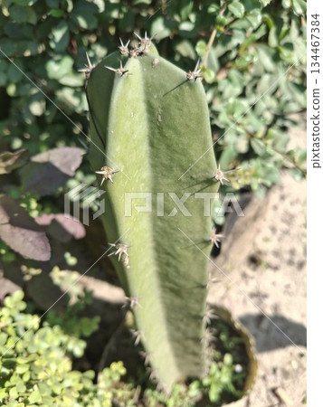 Close-Up Of A Green Cactus Pad With Sharp Spines In A Sunlit Desert Garden Close-Up Of A Green Cactus Pad With Sharp Spines In A Sunlit Desert Garden 134467384