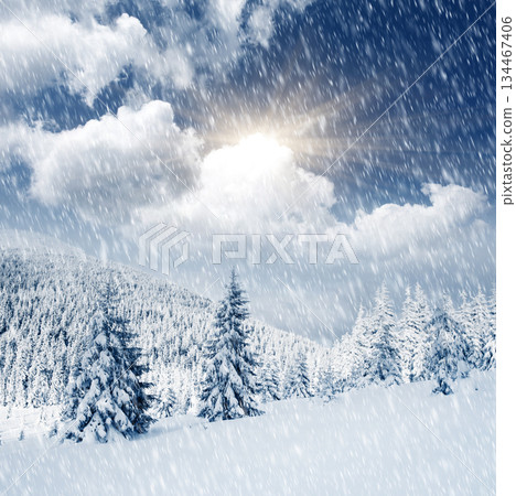 Winter Winter 134467406