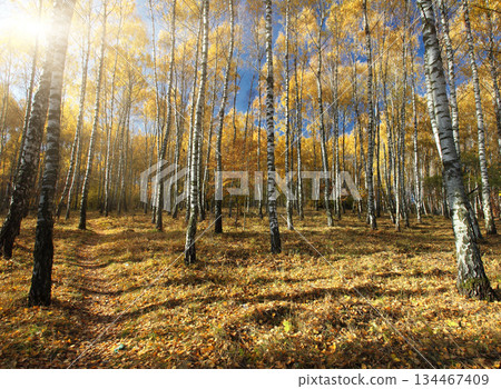 forest 134467409