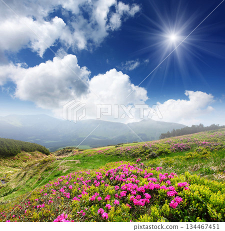 flower 134467451