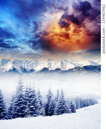 Winter Winter 134467462