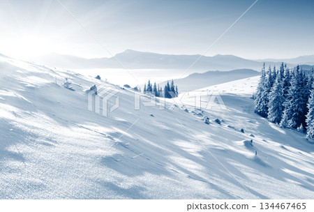 Winter Winter 134467465
