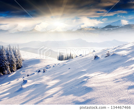 Winter Winter 134467466