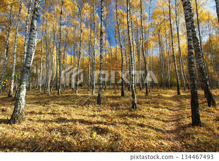 forest 134467493