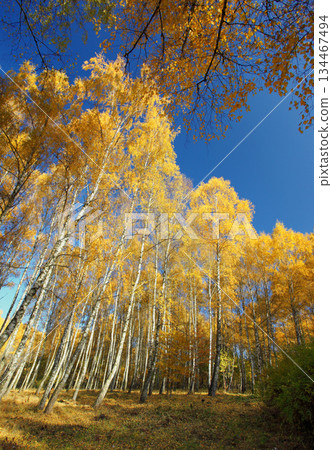 forest forest 134467494